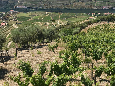 Anetours Transportation and Travel Solutions-马托西纽什必去景点