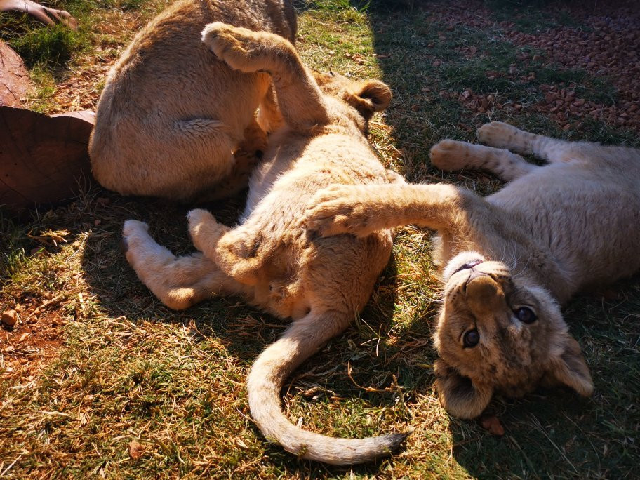 Rustenzicht Lodge and Wedding Venue主图