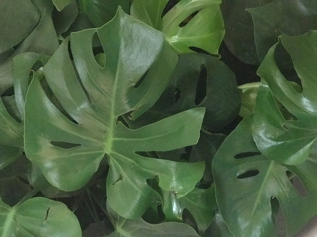 Chestnut Street Mini Mall-Berea必去景点