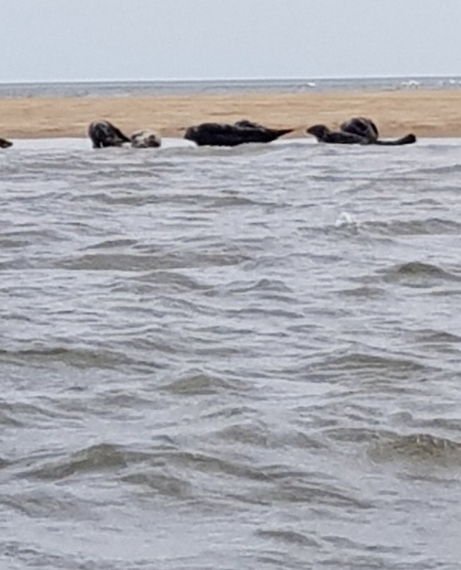 Seal Trips at Yarmouth-大雅茅斯必去景点