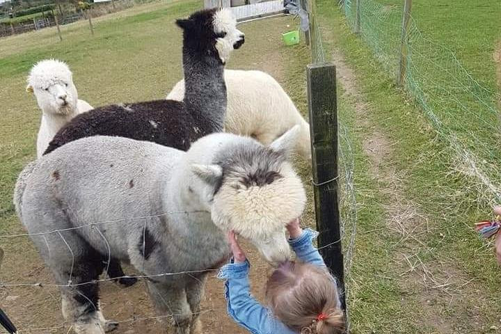 Hilltop Farm Alpacas-Daingean必去景点
