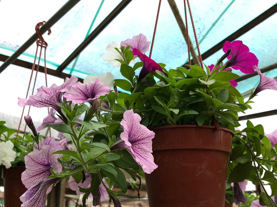 Healthy Strawberry Farm-丹那拉塔必去景点