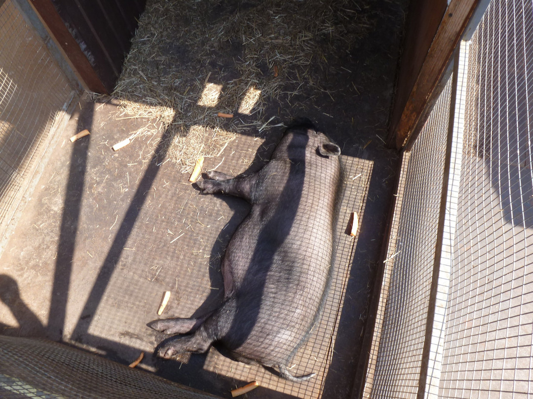 Zoo, baza otdykha Sosnoviy Bor-秋明必去景点