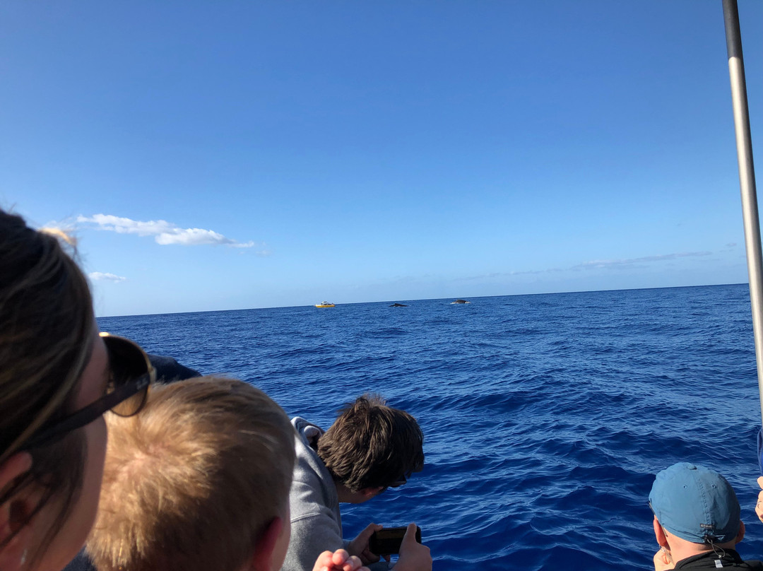 Maui Adventure Cruises景点图片