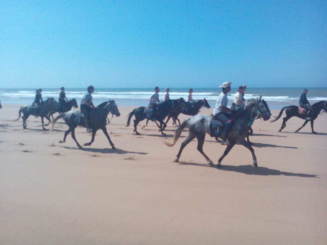Agadir Horse & Camel-Taghazout必去景点