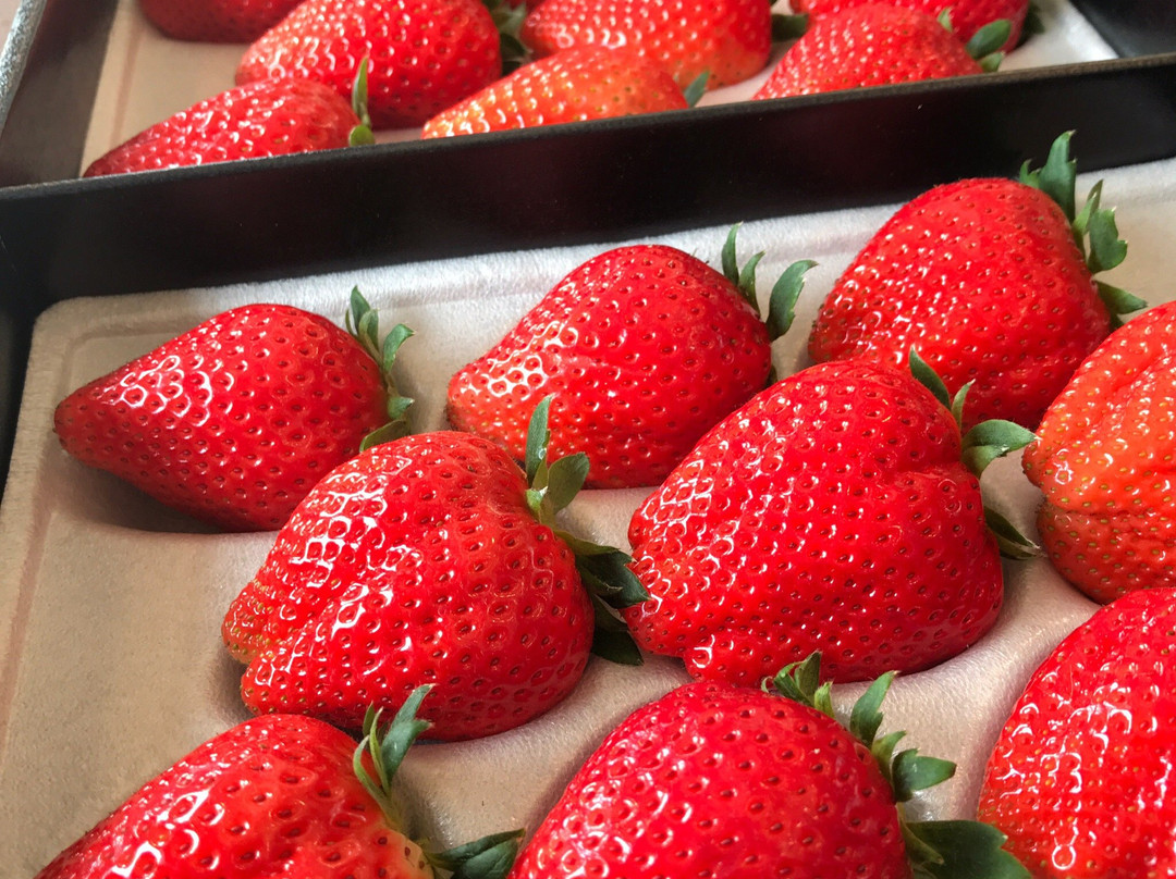 益子町旅游景点-Yoshimura Strawberry Park