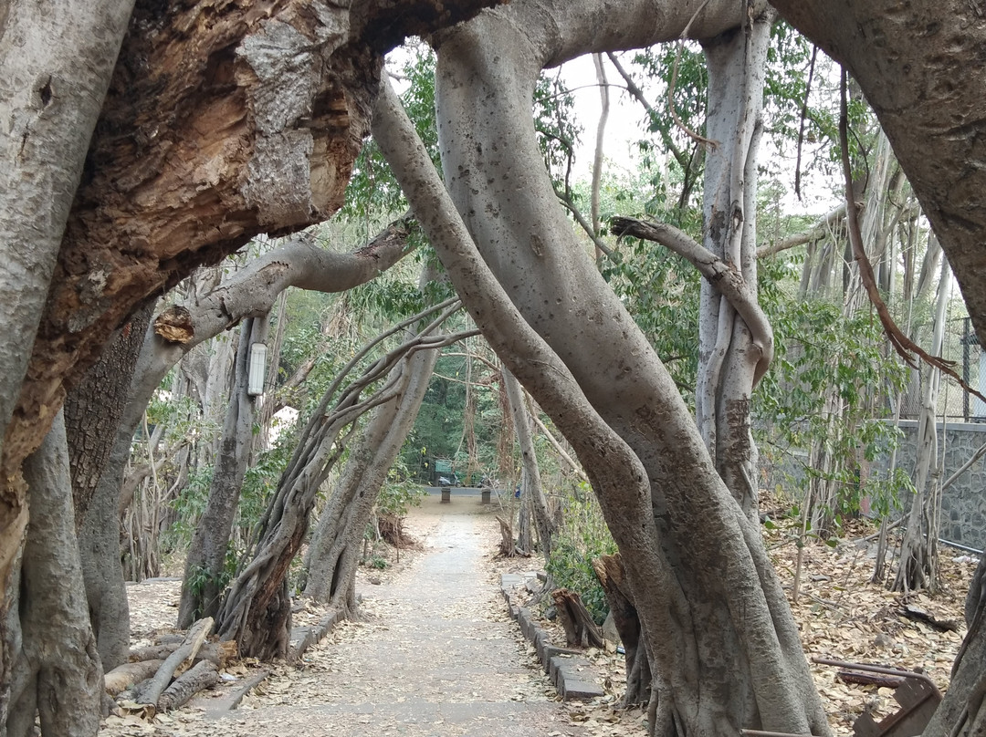University of Pune-浦那必去景点