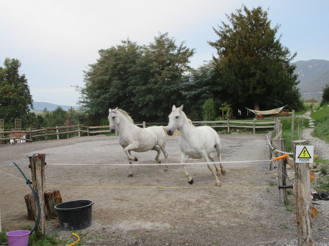 Lipizzaner Lodge Relaxtivity Guest House主图