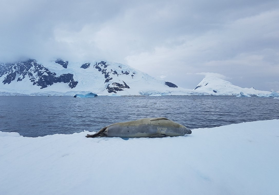 Bahia Paraiso-Antarctic Peninsula必去景点