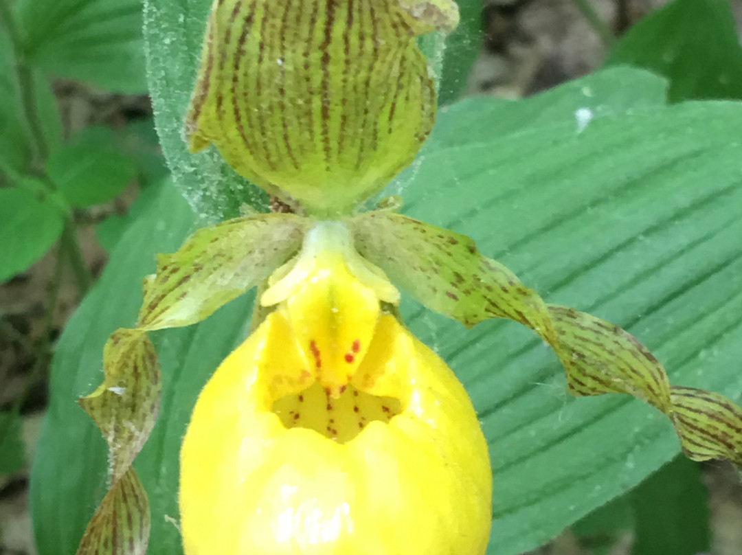 Oak Openings Preserve-托莱多必去景点
