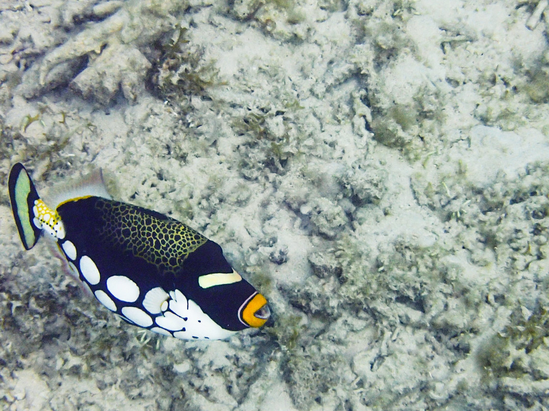 渡嘉敷海洋度假村主图