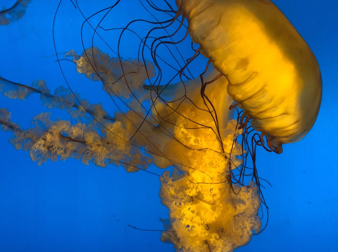 合肥汉海极地海洋世界-合肥市必去景点