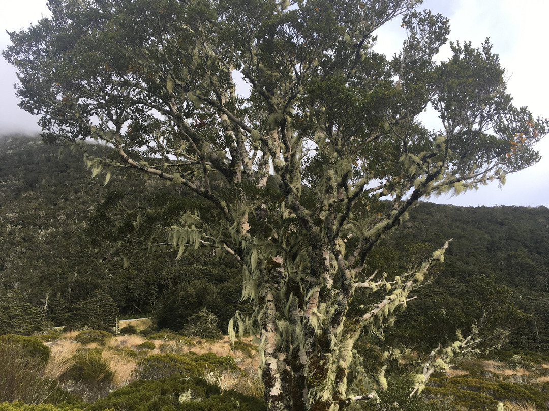 Alpine Nature Walk景点图片