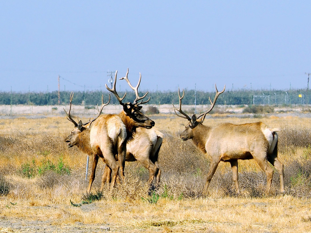 Tule Elk Reserve State Natural Reserve-Buttonwillow必去景点