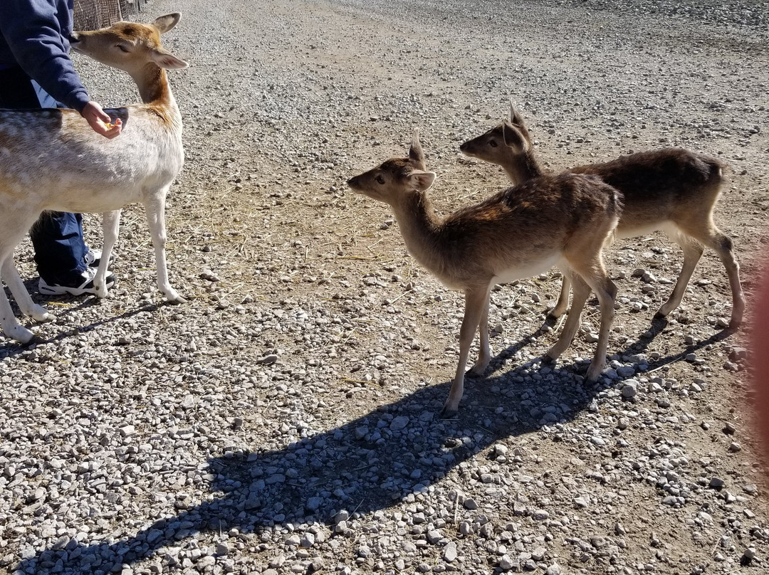 Lagoon Deer Park-桑达斯基必去景点