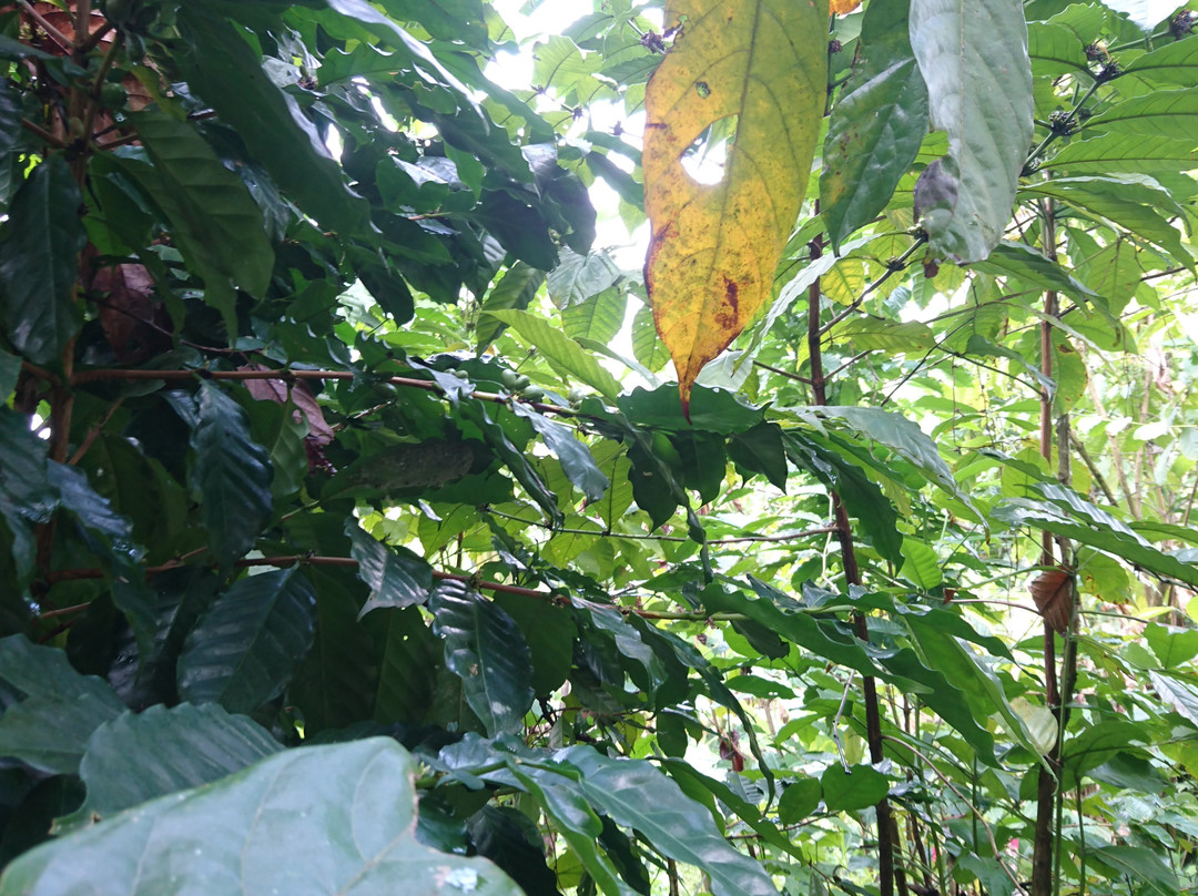 One Bali Agrowisata-Beraban必去景点