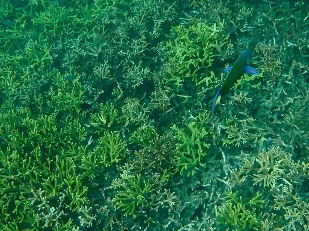 Aquarius Redang Dive Centre-热浪岛必去景点