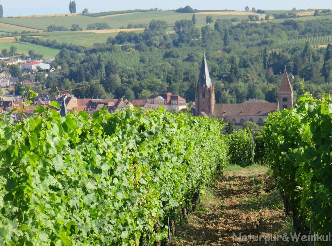 Naturpur Weinkultur景点图片
