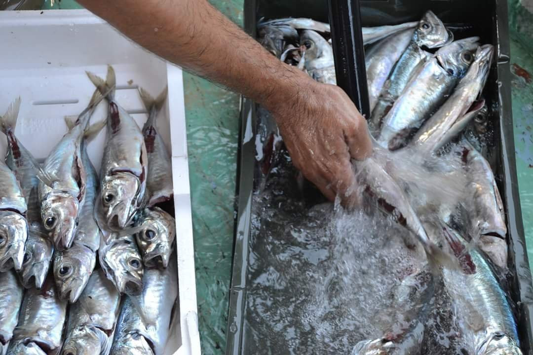 Eco-fishing Excursion m/b Jadran Tri景点图片