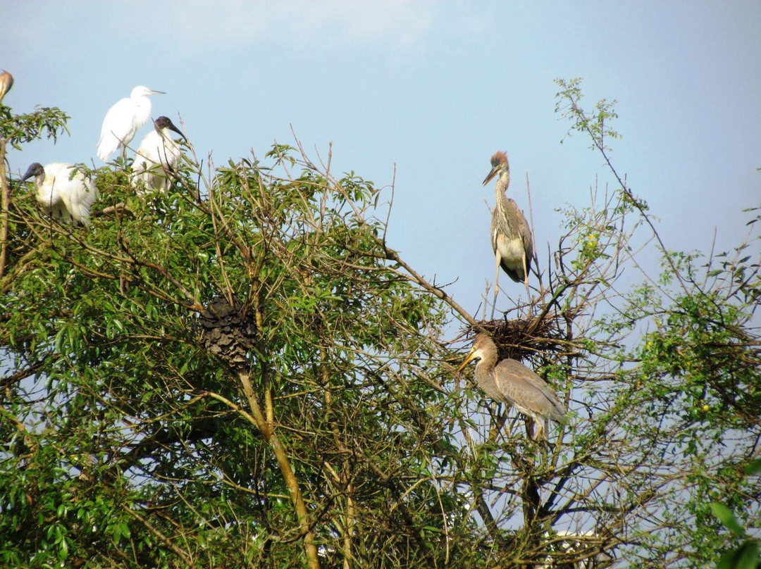 Gudavi Bird Sanctuary景点图片