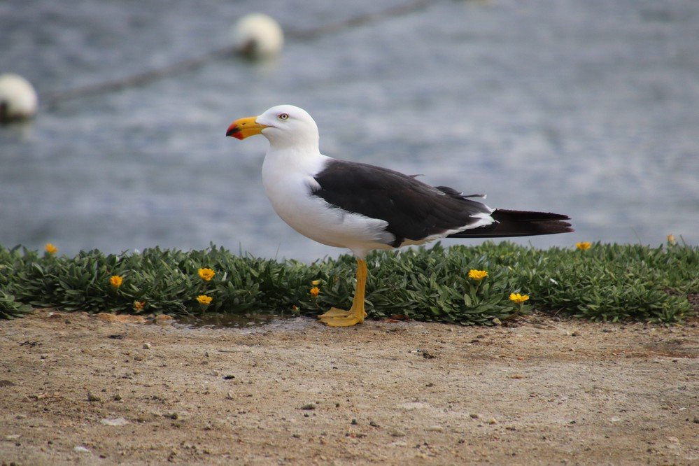 Kingscote Tidal Pool景点图片