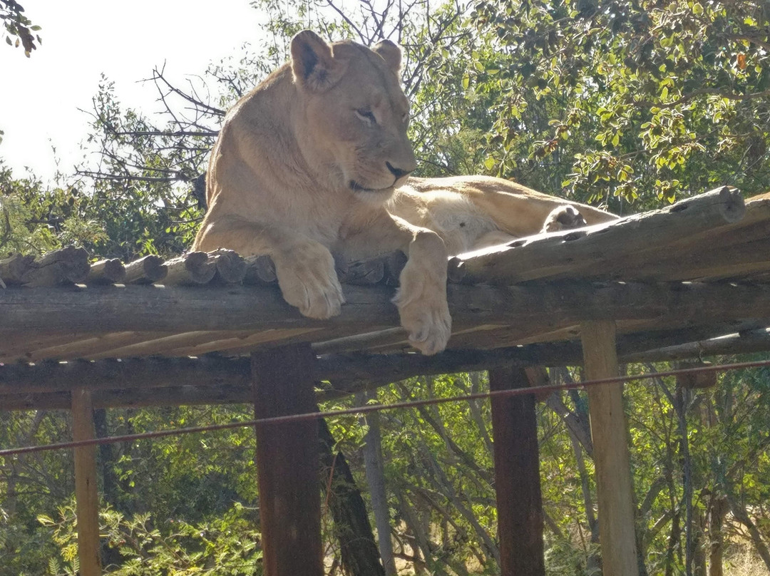 Mahala View-比勒陀利亚必去景点