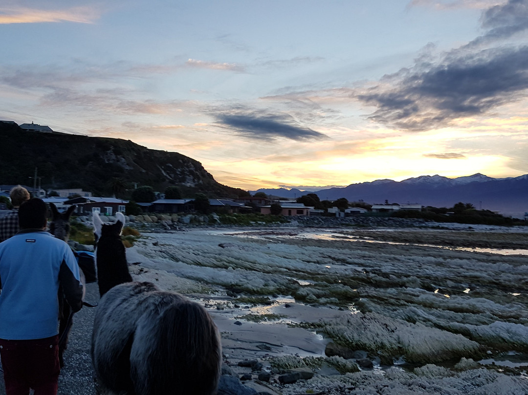 Kaikoura Llama Trekking景点图片