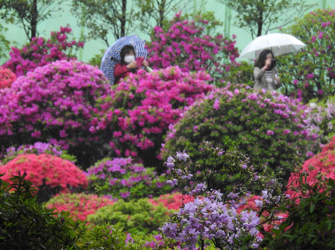 Bunkyo Azalea Matsuri景点图片