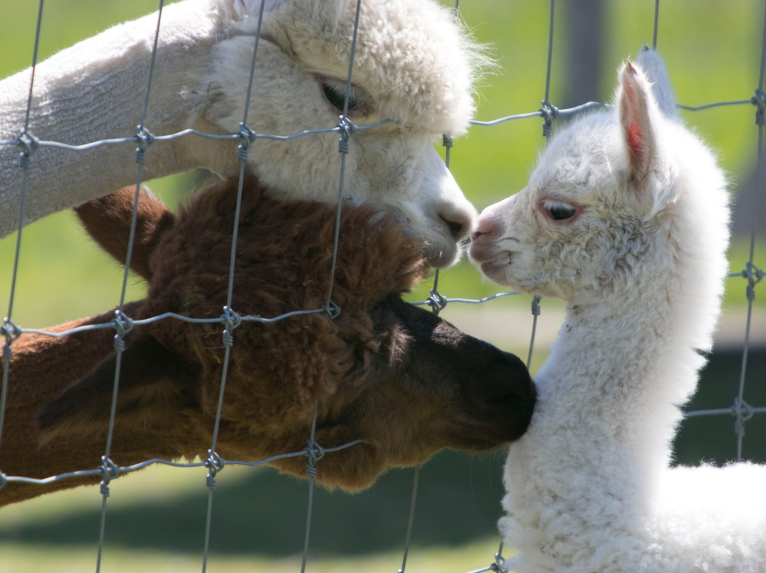 Sainte-Eulalie旅游攻略图片