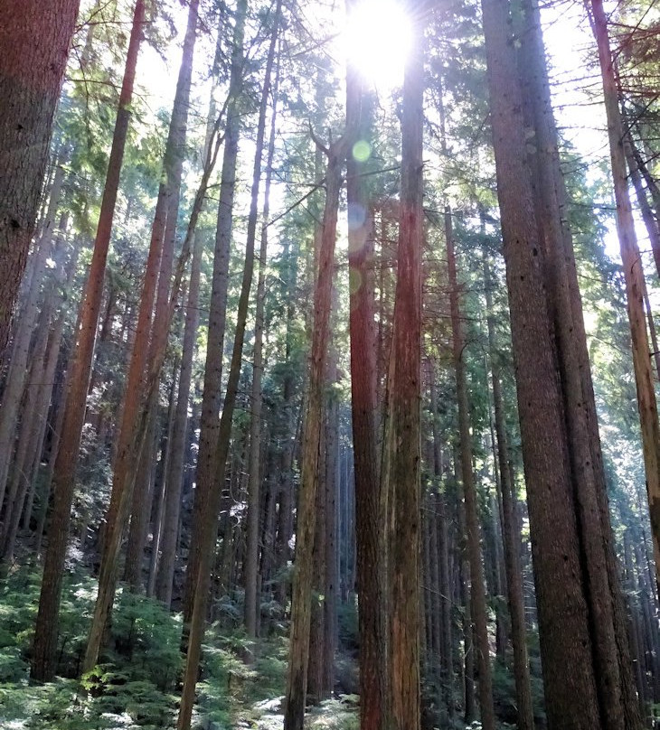 BCMC Trail-北温哥华必去景点