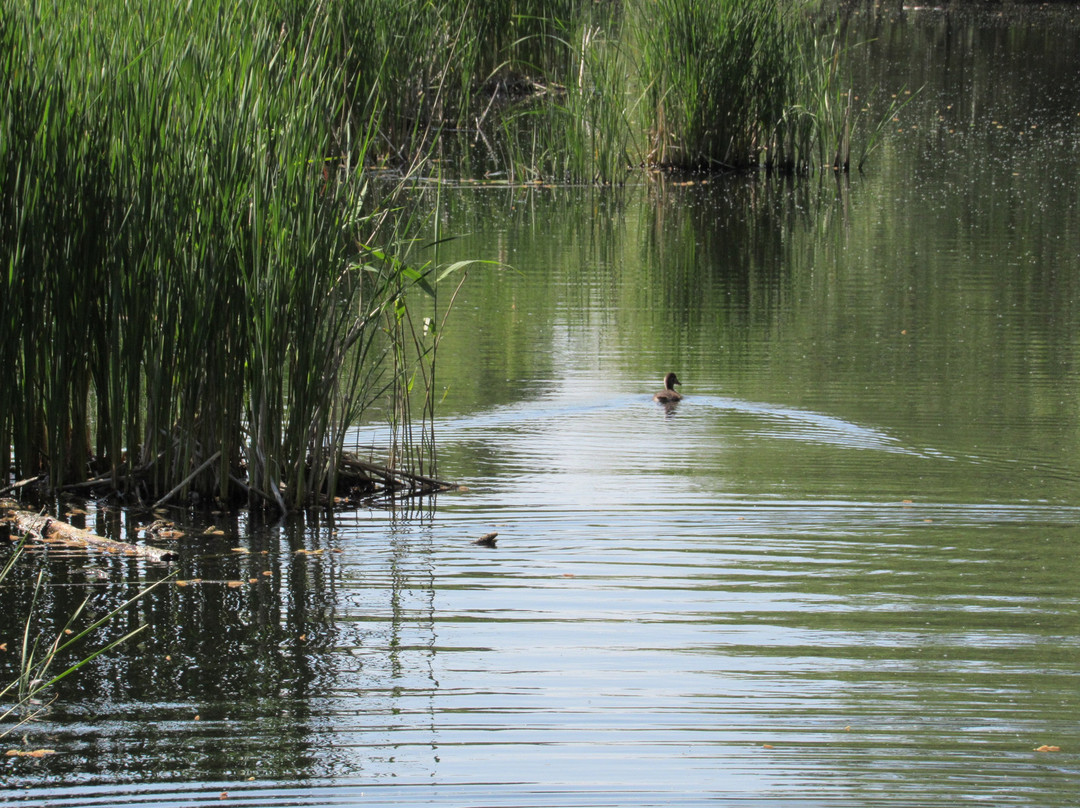 Lattersey Local Nature Reserve景点图片