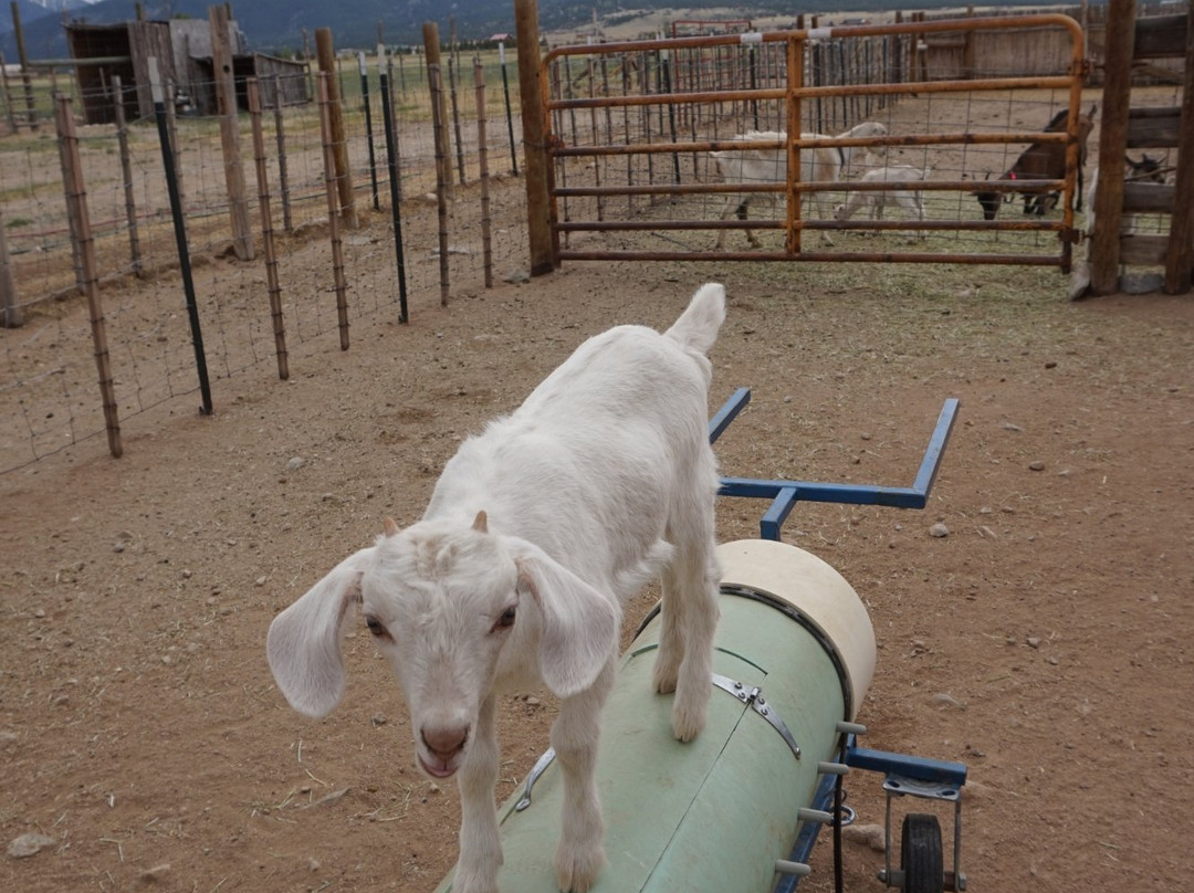 Jumpin' Good Goat Dairy景点图片