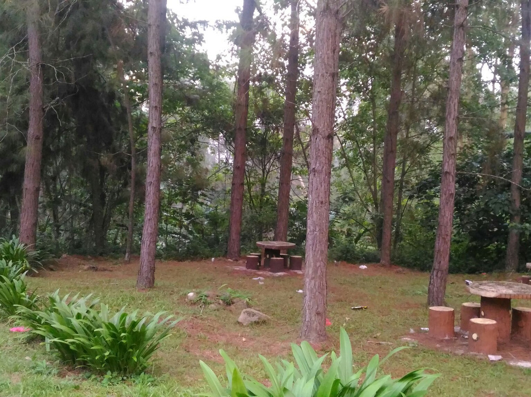 Coniferous Forest-武吉丁宜高原必去景点