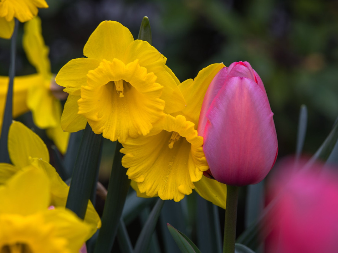 Bridgeport Village-泰格德必去景点