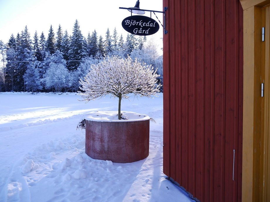 Bjorkedal