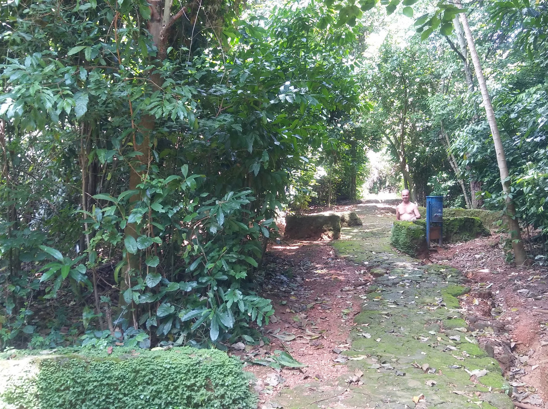 Mata do Ipê景点图片
