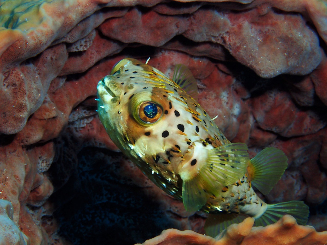 Project Scuba-Killeen必去景点