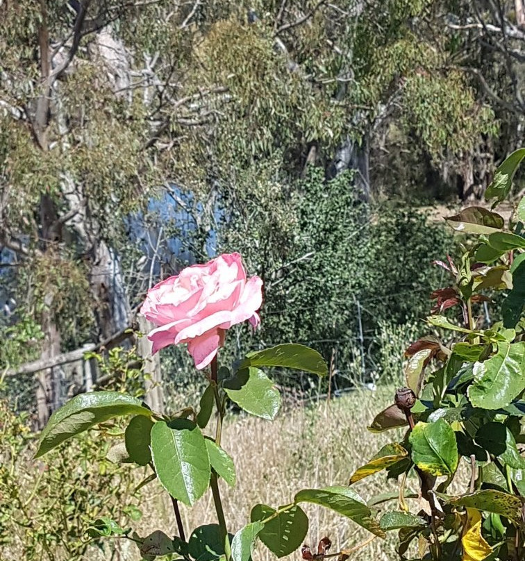 Moorabool Ridge Winery-Lethbridge必去景点