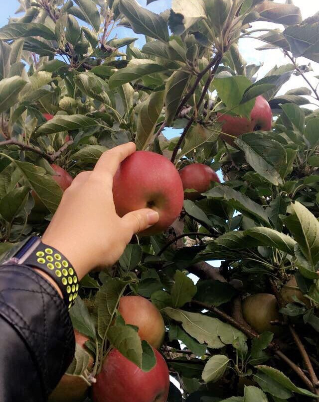 Johnston Fruit Farms-Swanton必去景点