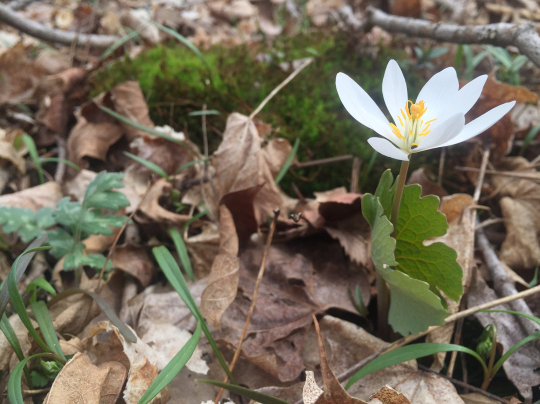 Eidson Woods Preserve-Greenville必去景点