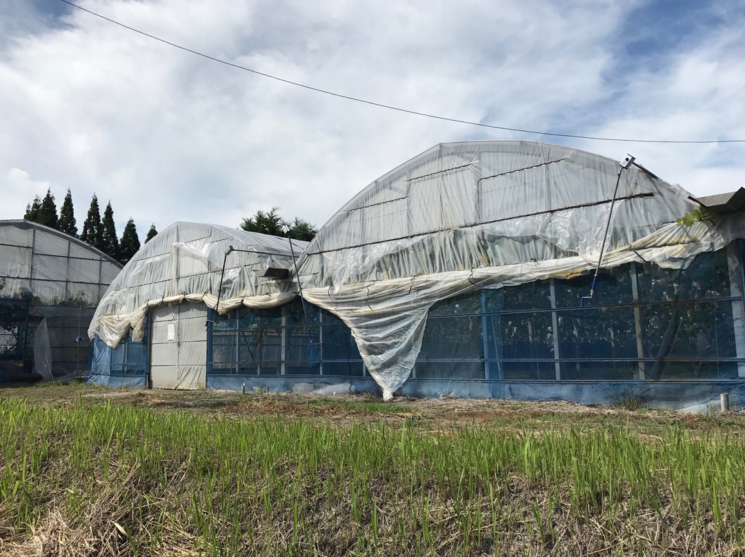 Couples-阿苏市必去景点