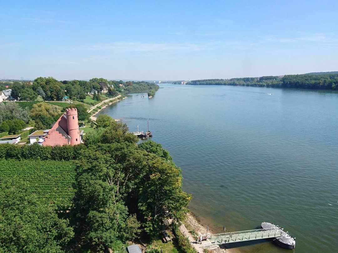 Eltville am Rhein旅游攻略图片