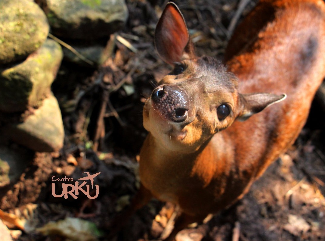 Centro Urku-Tarapoto必去景点