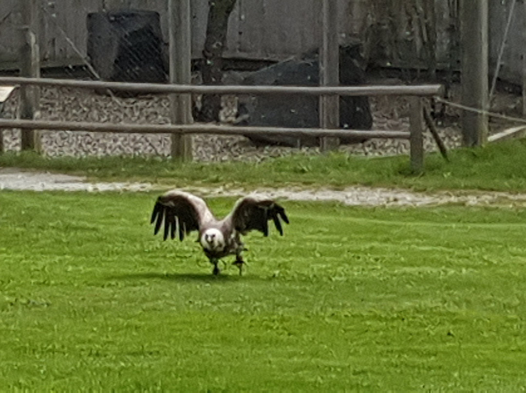 Falknerei Greifvogelpark景点图片