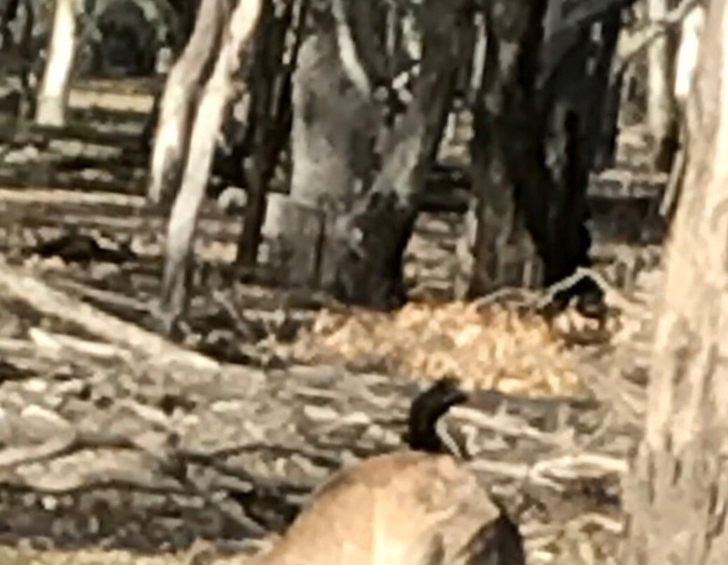 Barmah National Park-Barmah必去景点