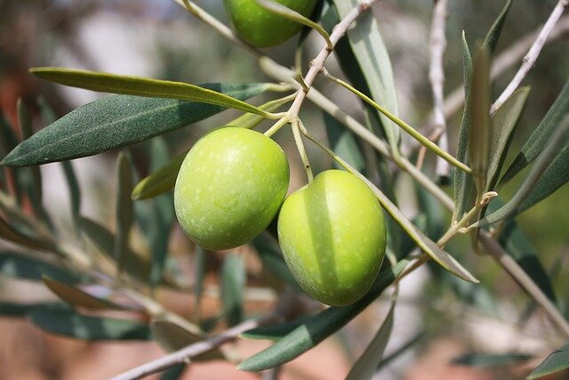 Olive and Herb