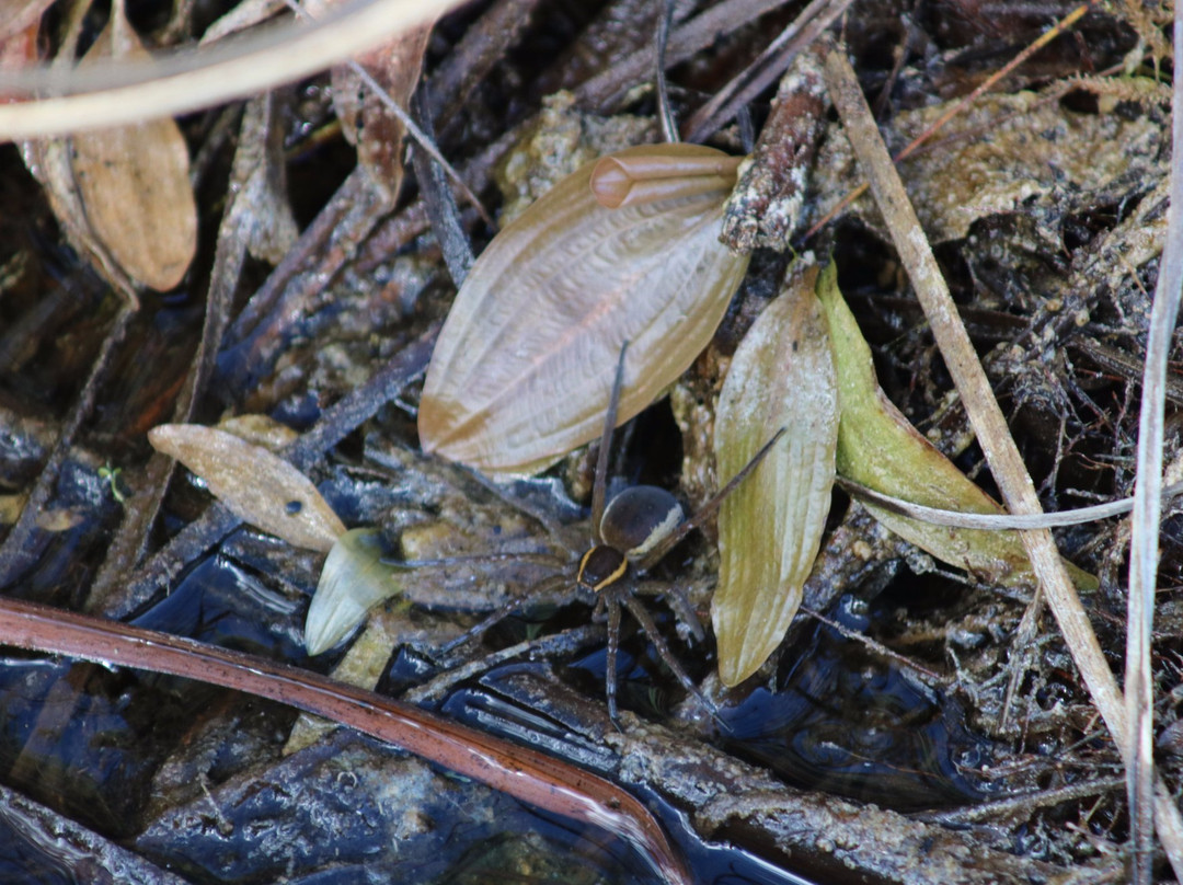 Redgrave and Lopham Fen-迪斯必去景点