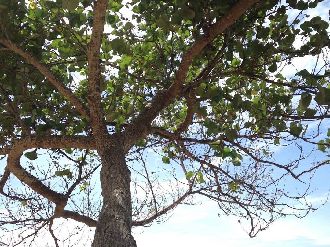 Minyak Beku Agrotourism Resort主图