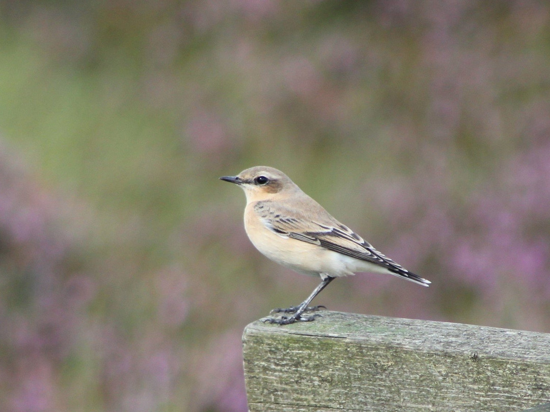 Blawhorn Moss National Nature Reserve-Bathgate必去景点