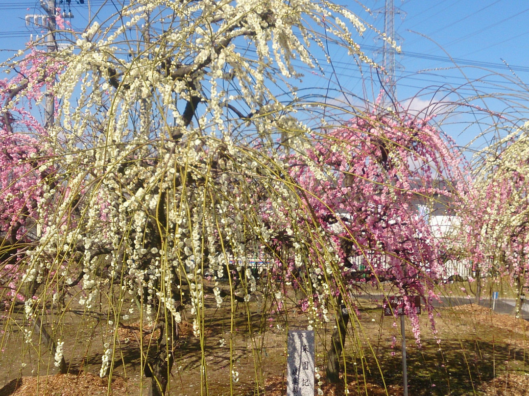 Anpachihyakubaien-安八町必去景点